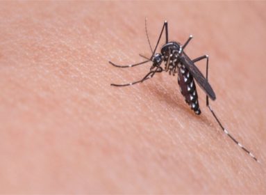 Mosquitos Modificados Genéticamente