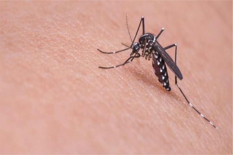 Mosquitos Modificados Genéticamente