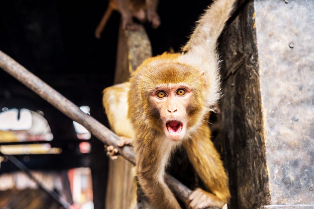 monkey human chimera monkey human chimera